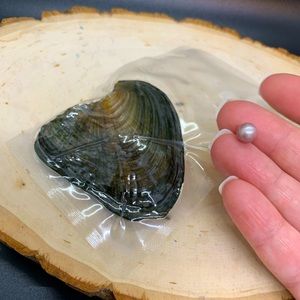 Oyster with Genuine Pearl Inside